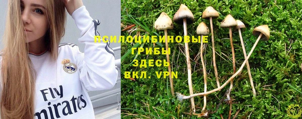 прущие грибы Богородицк